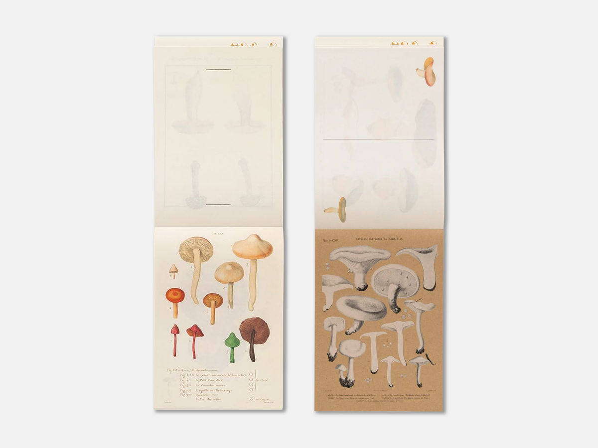 100 Writing & Crafting Papers | Mushrooms